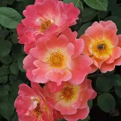 Саженцы роз ГЕРЦОГИНЯ ФРЕДЕРИКА шраб в Смоленске