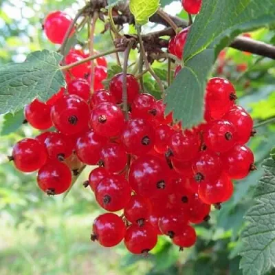 Смородина красная КРАСНАЯ АНДРЕЙЧЕНКО  Смородина красная КРАСНАЯ АНДРЕЙЧЕНКО в Смоленске