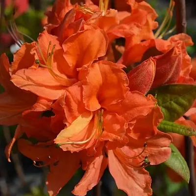 Азалия МАНДАРИН ЛАЙТС листопадная  Азалия МАНДАРИН ЛАЙТС листопадная в Смоленске