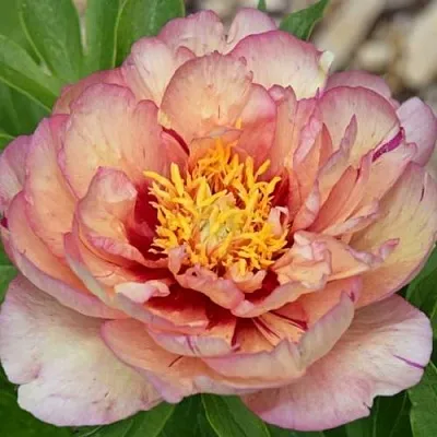 Пион КЭЛЛИС МЕМОРИ ито-гибрид  Пион КЭЛЛИС МЕМОРИ ито-гибрид в Смоленске