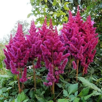 Астильба ВИЖНС китайская  Астильба ВИЖНС китайская в Смоленске