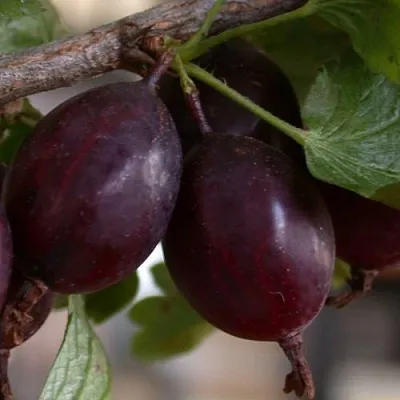 Крыжовник ЧЕЛЯБИНСКИЙ СЛАБОШИПОВАТЫЙ в Смоленске