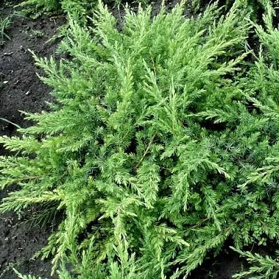 Можжевельник ШЛЯГЕР прибрежный  Можжевельник ШЛЯГЕР прибрежный в Смоленске