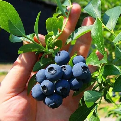 Голубика НОРТ КАНТРИ  Голубика НОРТ КАНТРИ в Смоленске