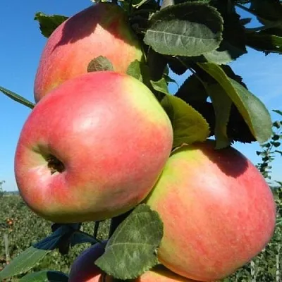 Яблоня БРЯНСКОЕ РОЗОВОЕ  Яблоня БРЯНСКОЕ РОЗОВОЕ в Смоленске