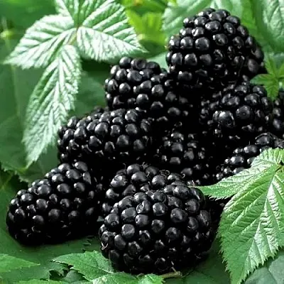 Ежевика БЛЭК БЬЮТИ  Ежевика БЛЭК БЬЮТИ в Смоленске