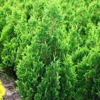 Туя СПИРАЛИС западная в Смоленске