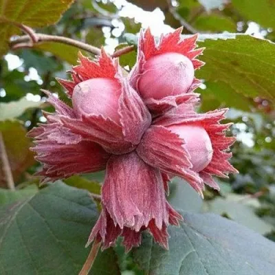 Фундук СКАРЛЕТТ в Смоленске