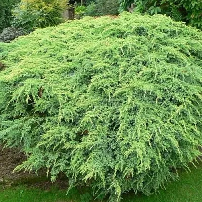 Можжевельник ХОЛГЕР чешуйчатый  Можжевельник ХОЛГЕР чешуйчатый в Смоленске