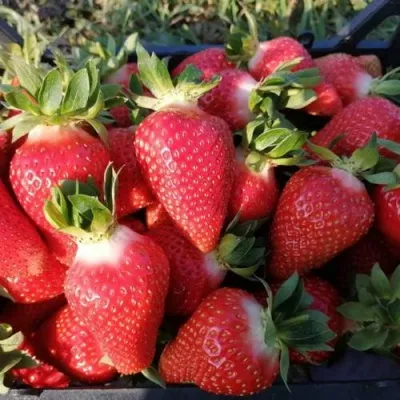 Клубника ЛЮЧИЯ — описание сорта Клубника ЛЮЧИЯ в Смоленске