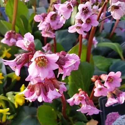 Бадан БЭБИ ДОЛЛ  Бадан БЭБИ ДОЛЛ в Смоленске