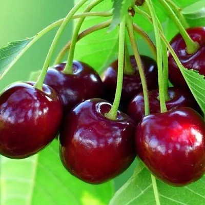 Вишня ВЯНОК  Вишня ВЯНОК в Смоленске