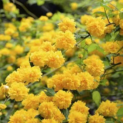 Керрия японская АУРЕОВАРИЕГАТТА в Смоленске