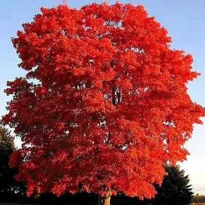 Дуб красный  в Смоленске