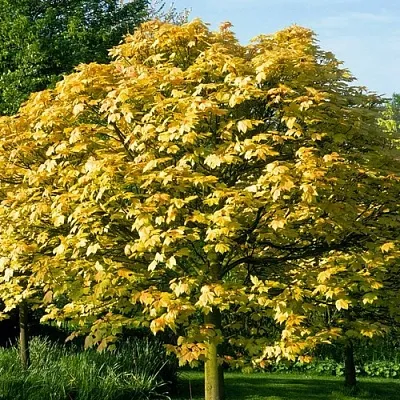 Клен ложноплатановый в Смоленске