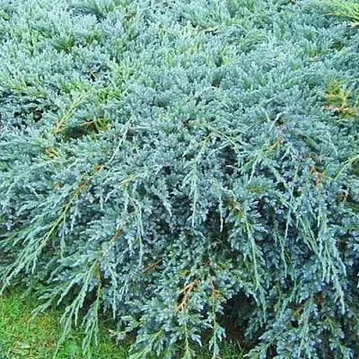 Можжевельник БЛЮ КАРПЕТ чешуйчатый  Можжевельник БЛЮ КАРПЕТ чешуйчатый в Смоленске