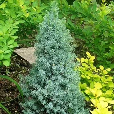 Ель КОНИКА сизая в Смоленске