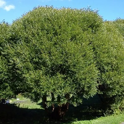 Ива ломкая  в Смоленске