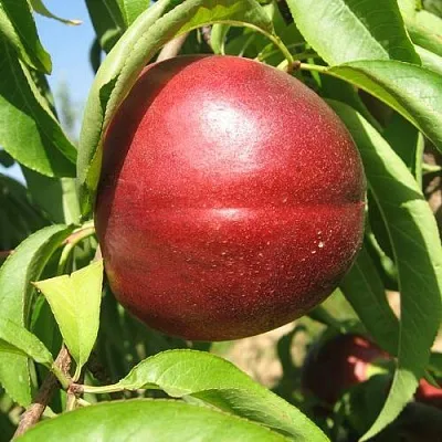 Нектарин ФАНТАЗИЯ в Смоленске