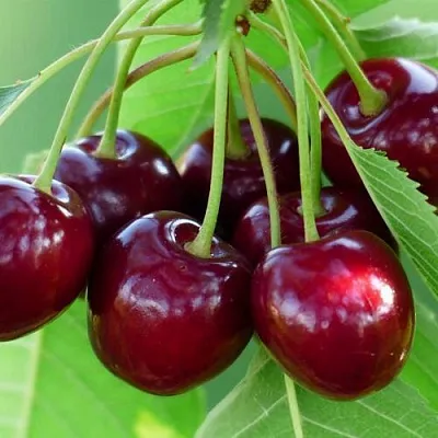 Дюк ЖИВИЦА (ЧЕРЕВИШНЯ) в Смоленске