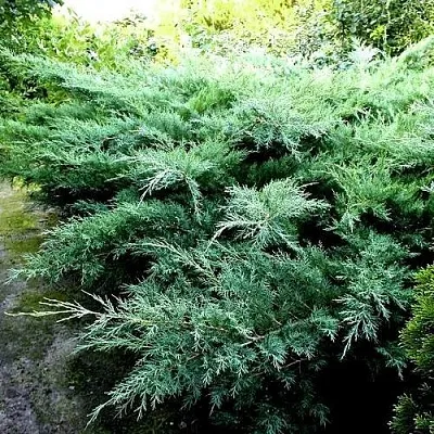 Можжевельник ПФИТЦЕРИАНА ГЛАУКА средний  Можжевельник ПФИТЦЕРИАНА ГЛАУКА средний в Смоленске