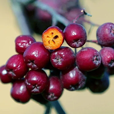 Рябина сладкоплодная в Смоленске