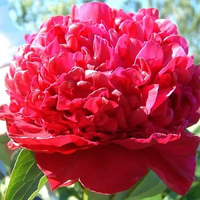 Пион ИНСПЕКТОР ЛАВЕРН травянистый  Пион ИНСПЕКТОР ЛАВЕРН травянистый в Смоленске