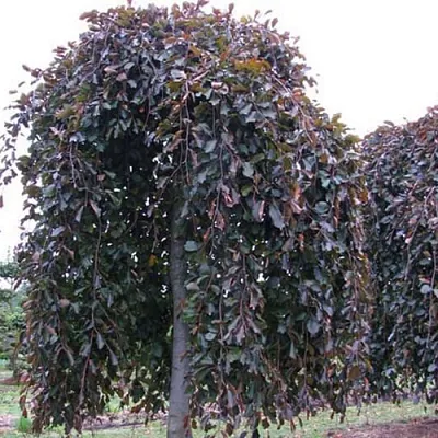 Бук  Бук в Смоленске