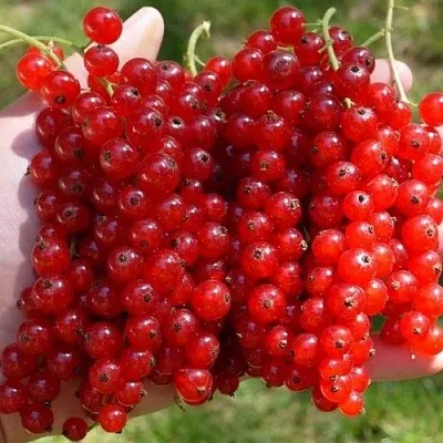 Смородина красная РЕД ПУЛ в Смоленске