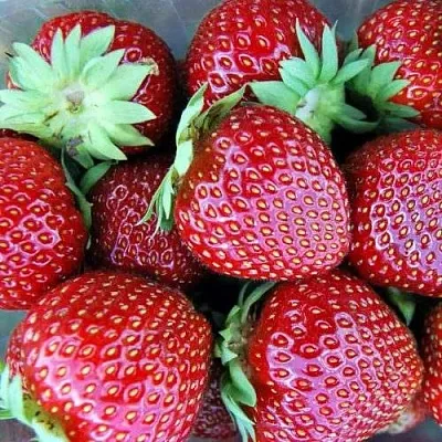 Клубника МАЛЬВИНА в Смоленске