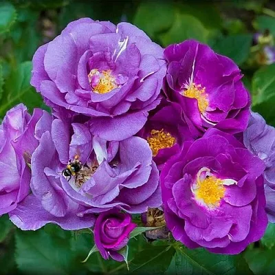 Саженцы роз РАПСОДИЯ ИН БЛЮ шраб в Смоленске