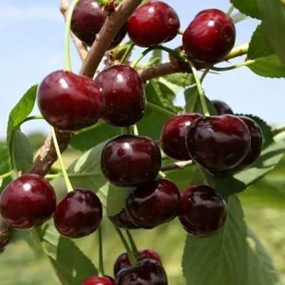 Вишня ГРИОТ БЕЛОРУССКИЙ  Вишня ГРИОТ БЕЛОРУССКИЙ в Смоленске