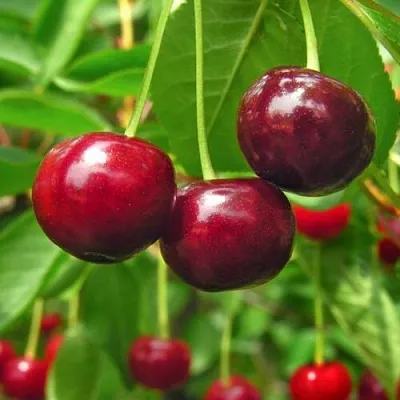 Вишня УЙФЕХЕРТОЙ ФЮРТОШ  Вишня УЙФЕХЕРТОЙ ФЮРТОШ в Смоленске