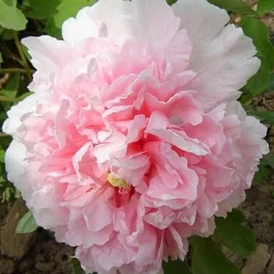 Пион БУКЕТ РОЗОВЫХ ГВОЗДИК древовидный  Пион БУКЕТ РОЗОВЫХ ГВОЗДИК древовидный в Смоленске