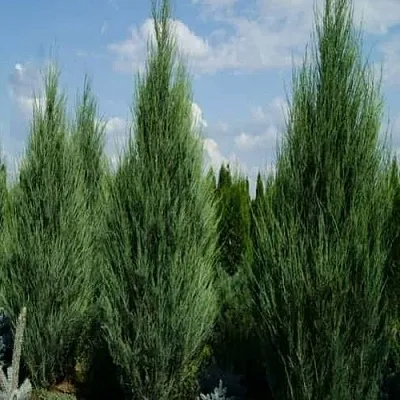 Можжевельник СКАЙРОКЕТ скальный  Можжевельник СКАЙРОКЕТ скальный в Смоленске