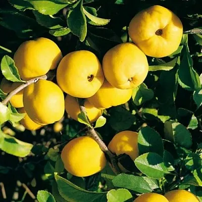 Айва ЦЕЗАРЬ в Смоленске