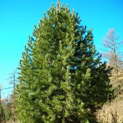 Сосна кедровая сибирская  Сосна кедровая сибирская в Смоленске