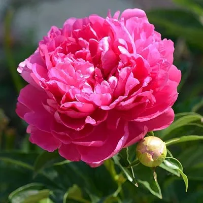 Пион БУШЕЛА травянистый  Пион БУШЕЛА травянистый в Смоленске