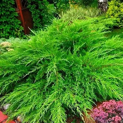 Можжевельник МИНТ ДЖУЛЕП средний  Можжевельник средний Mint Julep (МИНТ ДЖУЛЕП) в Смоленске