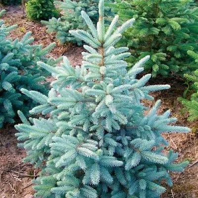 Ель КЕЙБАБ колючая в Смоленске