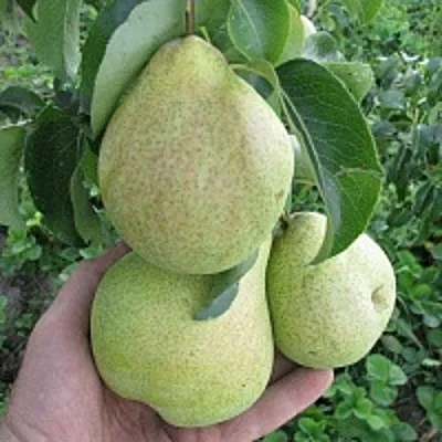 Груша КУДЕСНИЦА в Смоленске