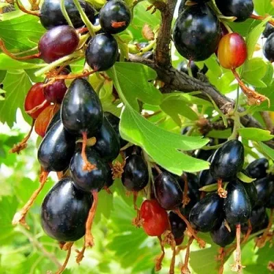 Смородина золотистая БОКАЛИНСКАЯ в Смоленске