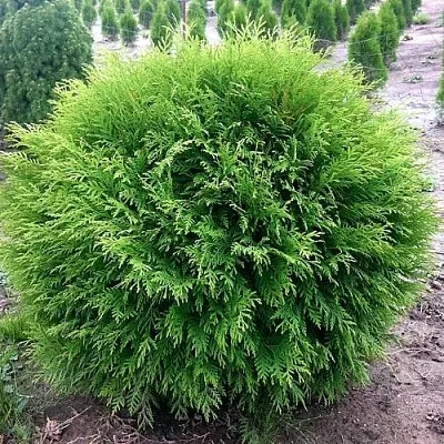 Туя ЛИТЛ ЧЕМПИОН западная в Смоленске