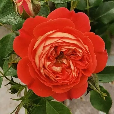 Саженцы роз СТАРЛЕТ РОУЗ КАРМЕН плетистая  Саженцы роз СТАРЛЕТ РОУЗ КАРМЕН плетистая в Смоленске