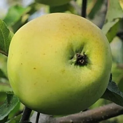 Яблоня РОССИЯНКА  Яблоня РОССИЯНКА в Смоленске