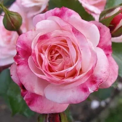 Саженцы роз РОЗЕНШТАДТ ФРАЙЗИНГ шраб в Смоленске