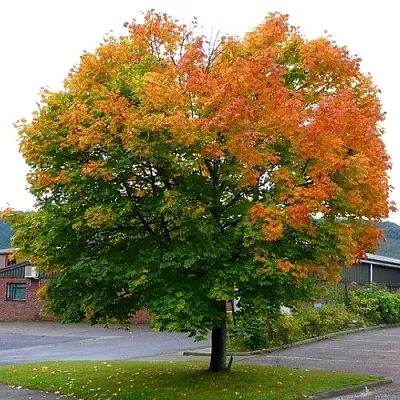 Клен остролистный в Смоленске