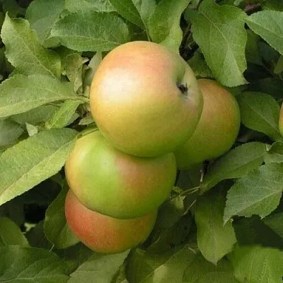 Яблоня ВЕРБНОЕ в Смоленске