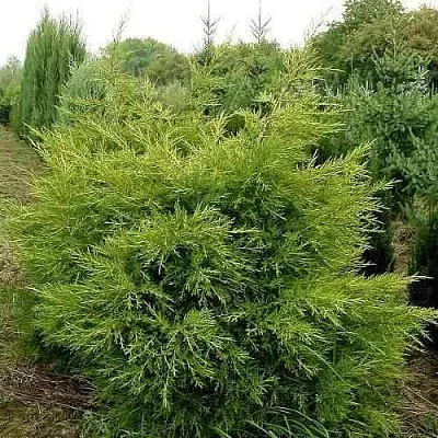 Можжевельник КУРИВАО ГОЛД китайский  Можжевельник КУРИВАО ГОЛД китайский в Смоленске