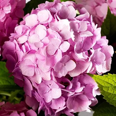 Гортензия БУКЕТ РОУЗ крупнолистная  Гортензия БУКЕТ РОУЗ крупнолистная в Смоленске